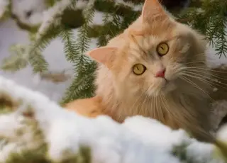 Стало відомо, якою буде погода на вихідних в Україні