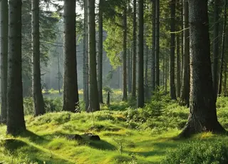В Україні змусять мисливців та лісгоспи сплачувати за користування гектарами