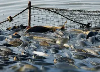 Уряд запроваджує електронне декларування права на промислове рибальство