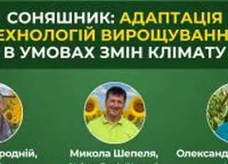 Соняшник: адаптація технологій вирощування в умовах змін клімату
