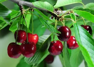 Як захистити черешню від морозів: прості й ефективні способи