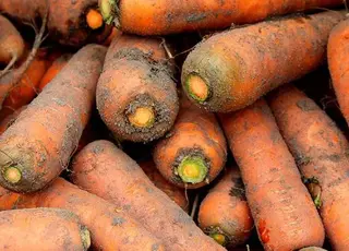Ціни на моркву в Україні знизилися на 15% за тиждень через профіцит