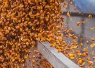 Держпродспоживслужба України завершує формування переліку експортерів кукурудзи та сої до КНР