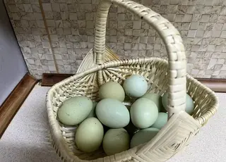 На Черкащині вирощують курей, які несуть кольорові яйця