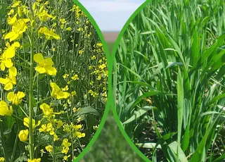 Єврокомісія прогнозує скорочення імпорту пшениці, бобових та ріпаку до ЄС в наступні 10 р