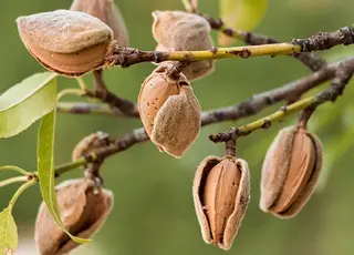 Вирощування мигдалю перспективне в Україні: культура витримує морози до −30 °C