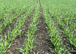 Аграрії України в 2026 р можуть скоротити посівні площі пшениці на 5%