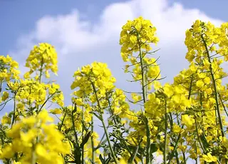 Озвучено оновлені ціни на ріпак в Україні