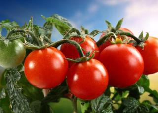 Експерти радять проводити профілактичну обробку томатів щотижня