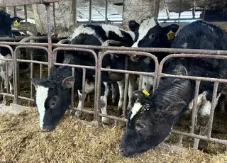 На Львівщині зима не заважає фермі стабільно виробляти молоко