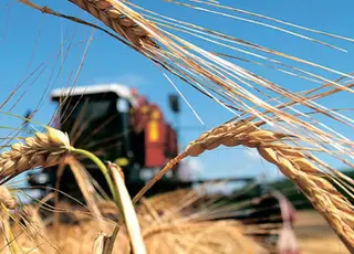 У ЄС очікують менший урожай зернових у сезоні 2026/27