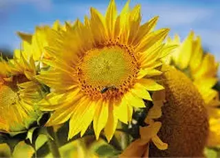 Переробники почали знижувати ціни на соняшник