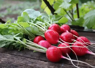 Чому редис виростає гірким та порожнім: помилки садівників