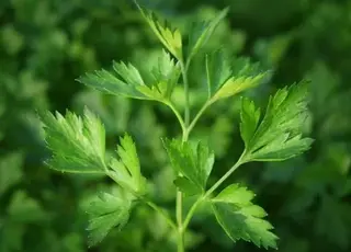 Посів петрушки під зиму: поради щодо підготовки ґрунту та догляду