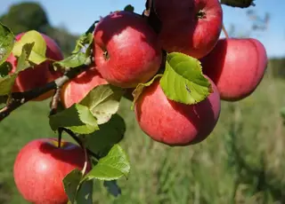 Як підготувати стару яблуню до зими і повернути їй високу врожайність