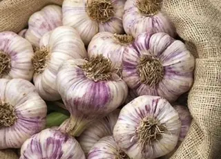 На ринку часнику в Україні дефіцит якісного садивного матеріалу