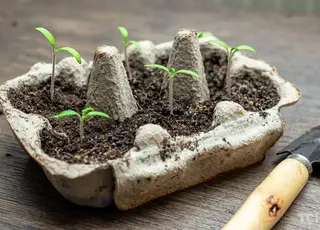 Чим підгодувати розсаду вперше після проростання: народні поради