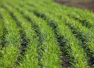 На Житомирщині під урожай 2026 р засіють меншу площу озимих, ніж торік