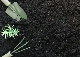 Як підготувати ґрунт для розсади, щоб отримати міцні сходи