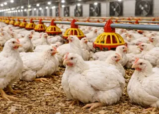 Стало відомо, кого з виробників бройлерів торкнуться нові євростандарти