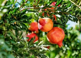 Фермери з Миколаївщини зібрали врожай гранатів у власному саду