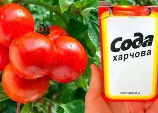 Як захистити помідори від фітофторозу за допомогою харчової соди