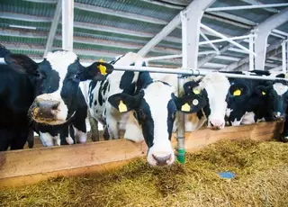 Хмельниччина стала лідером з утримання корів