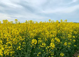 Українські аграрії зменшують посіви ріпаку через падіння рентабельності