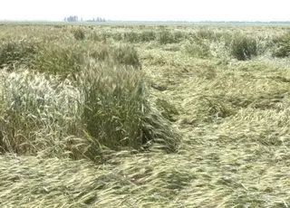 На Житомирщині через значні дощі повилягали зернові культури