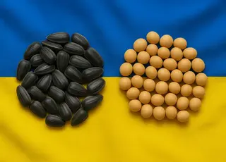 В Україні можуть ввести 10% експортне мито на ріпак та сою