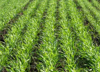 Озимі зернові без дводольних видів і падалиці