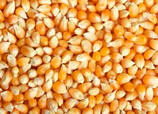 Кукурудза тримається на піку сезону попри просідання світових котирувань