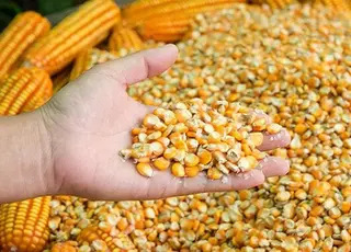 Україна наростила експорт кукурудзи в березні 2026 року