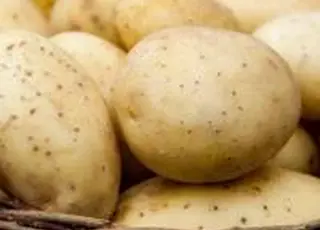 Врожай картоплі в сезоні-2025 в Україні на 50% вище за торішній – Інститут картоплярства