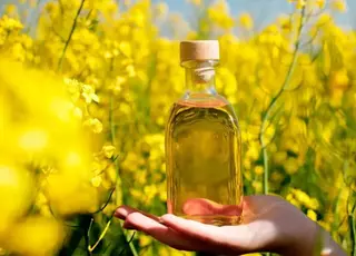 Українські фермери продають сою і ріпак переробникам через проблеми з експортом