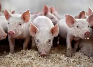 В Україні створили племінний репродуктор свиней данської генетики