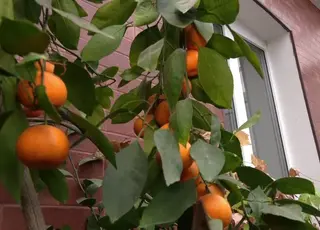 Врожай цитрусових на власній веранді збирає хмельничанин