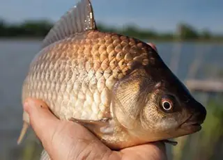 В Україні зросли вилов риби та обсяги зариблення завдяки електронним аукціонам