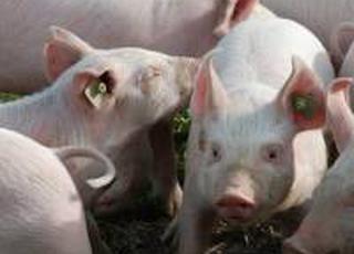 У кінці вересня ціни на свиней забійних кондицій послабились на 2%