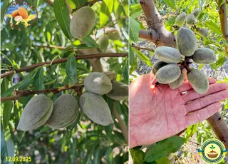 Український розсадник отримав перший врожай іспанських сортів мигдалю вже через два роки