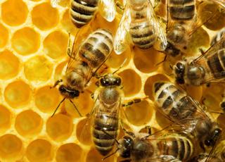 Цьогоріч до 40% бджолосімей можуть не пережити зимівлі