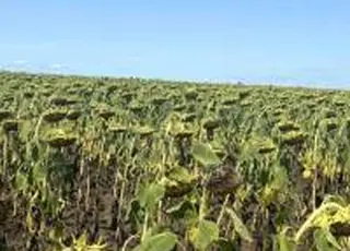 Tekom Agro Group: агрономи фіксують добрий розвиток соняшнику, попри спеку та тріщини у ґрунті