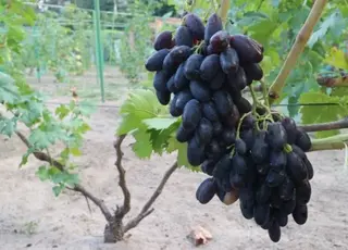 У Київській області вирощують 150 сортів винограду, адаптованих до північних умов