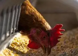 Експорт м’яса птиці з України за 11 місяців 2025 року перевищив $1 млрд