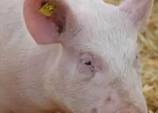 Агрохолдинг KSG Agro розпочав поставки племінних свиноматок з Данії