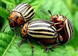 Британські фермери повністю винищили колорадського жука