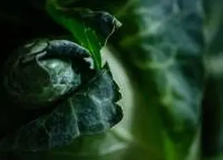 Господарство на Черкащині планує вирощувати овочі в два оберти