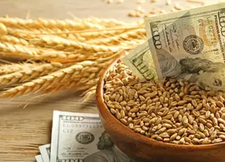 Стало відомо, як в Україні змінилися ціни на зернові