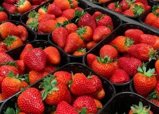 Рівненська суниця із теплиць з’явиться на прилавках через два тижні