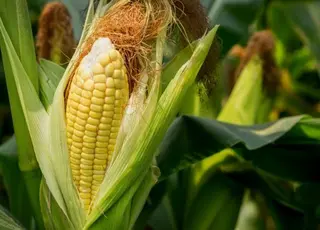 В Україні зросли ціни на кукурудзу